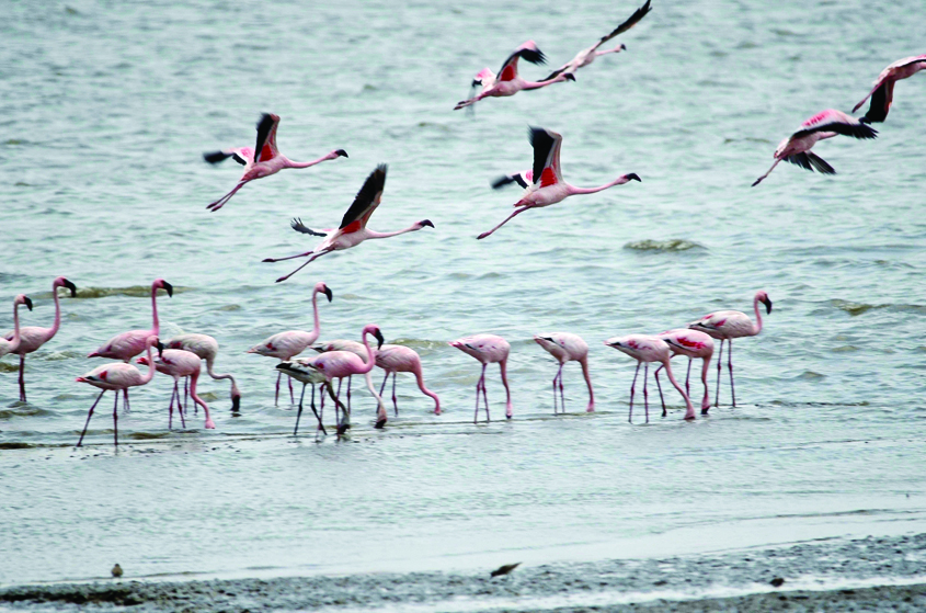 220 flamingoes killed in Argentina bird flu outbreak - The Sunday Guardian