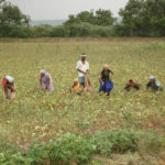 Kundan farmers