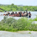 Kharai camels are the only breed of camels that have adapted to coast and dry land. They can swim and also depend on mangrove plants for food. Photo provided by Sahjeevan.