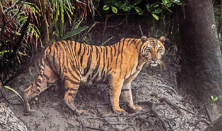 Bengal Tigers May Lose a Vital Habitat by 2070, Smart News