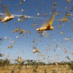 RamaK Telangana locusts edited_Locusts