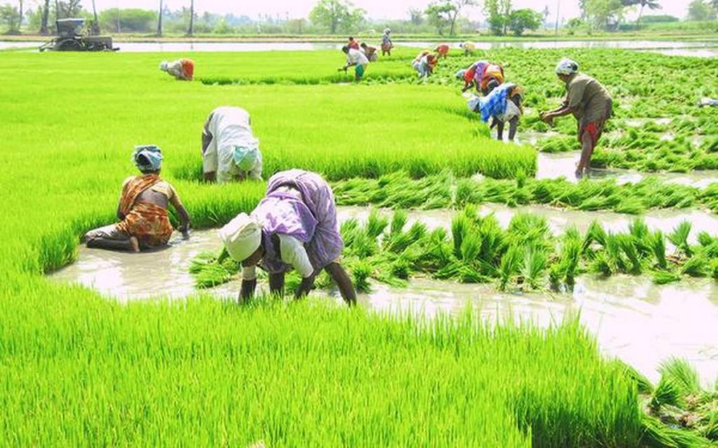 rabi-sees-rise-in-area-under-paddy-cultivation