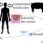 Zoonosis