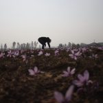 Badar Bashir saffron production