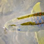 Gold mahseer fly fishing