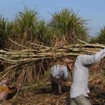 Badar Bashir sugarcane production edited