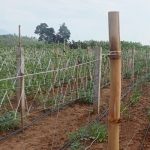 Trellis farming