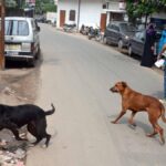 Multiple factors behind rising dog attack cases Experts