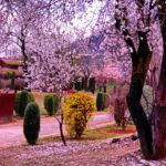 P4 Badamwari garden in Srinagar is a riot of colour in Spring PC.J & K tourism twitter handle