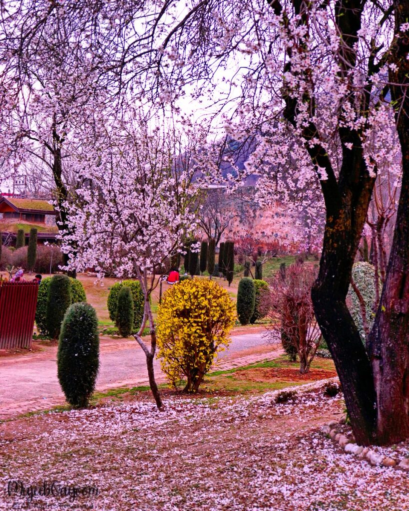 essay writing on spring in kashmir