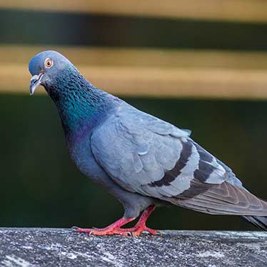 Pigeons’ faecal matter helps identify heavy metals in Punjab locations