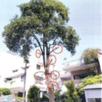 Delhi HC flays illegal, excessive pruning of trees in Vasant Vihar