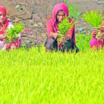 Farmers collect rice saplings in a paddy field