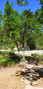 Oskar Schindler’s tree at Yad Vashem in Jerusalem.