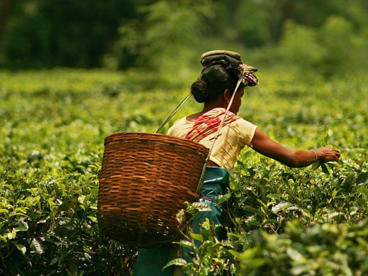 ACMS and Assam Company India Ltd sign agreement in Dibrugarh to provide 20% bonus for tea garden workers ahead of Durga Puja