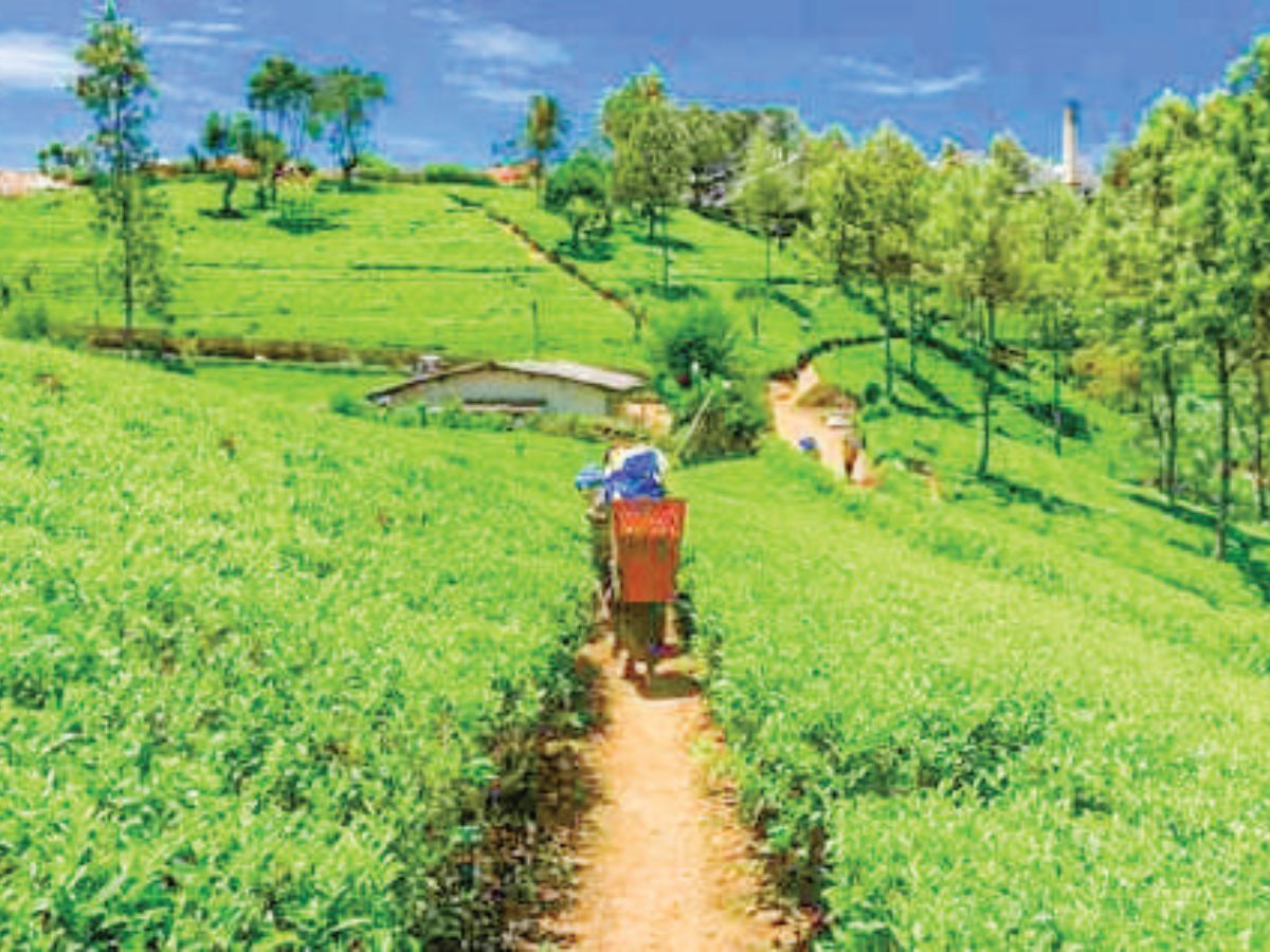 Imports from Kenya push Assam tea towards existential crisis