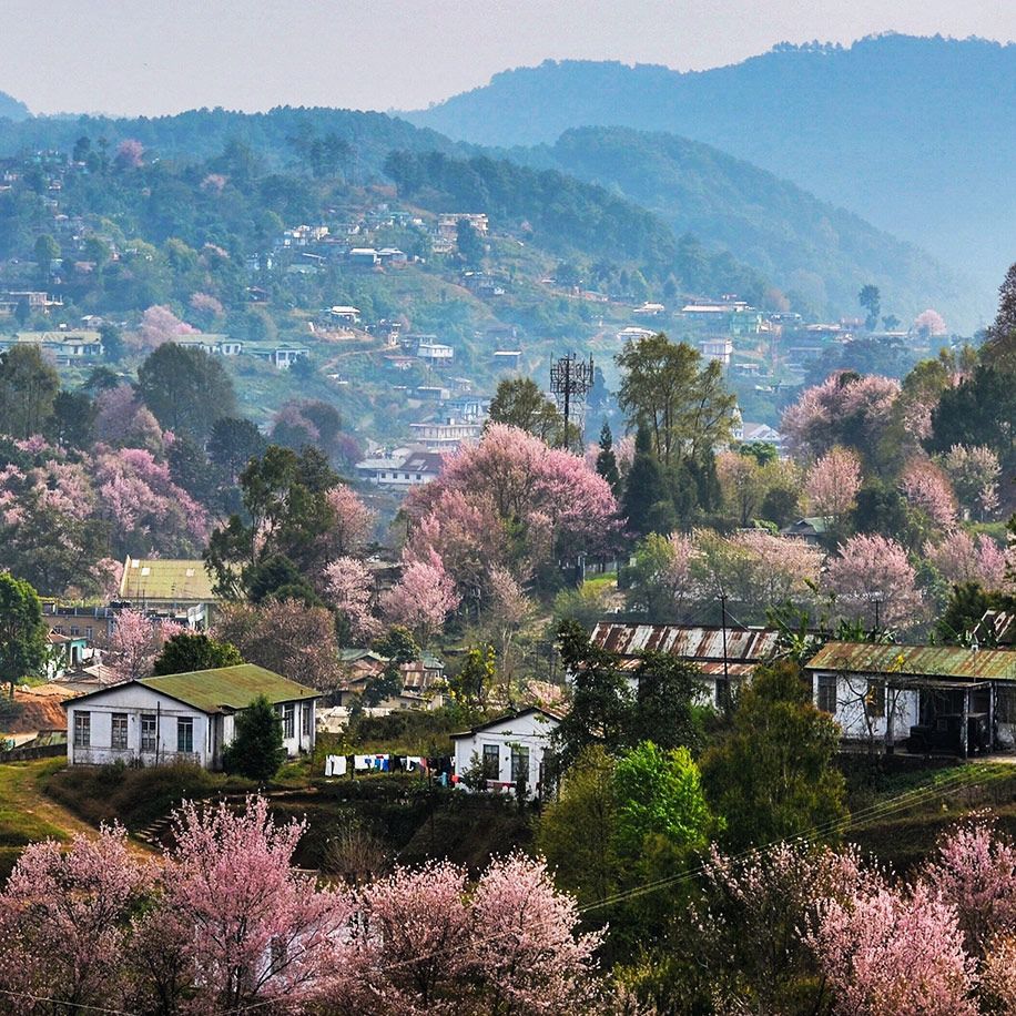 Visitors enjoy live performances at the Shillong Cherry Blossom Festival