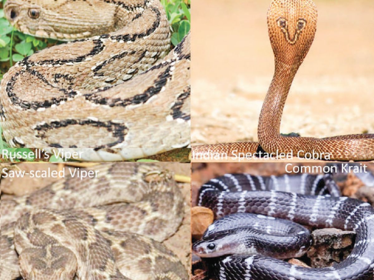 AVOIDING AND MANAGING VENOMOUS SNAKE AND OTHER BITES OUTDOORS