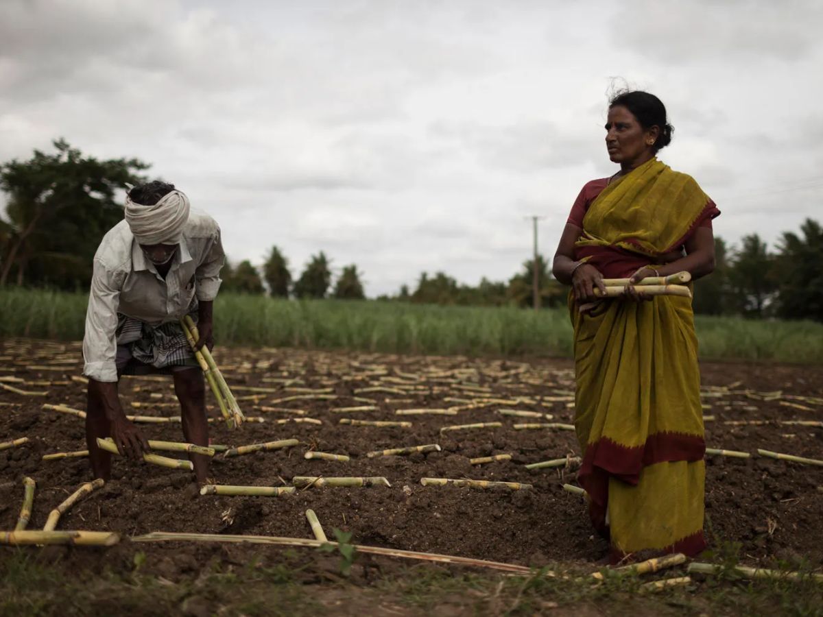 Sugarcane Farmers Bring Karnataka Government to its Knees