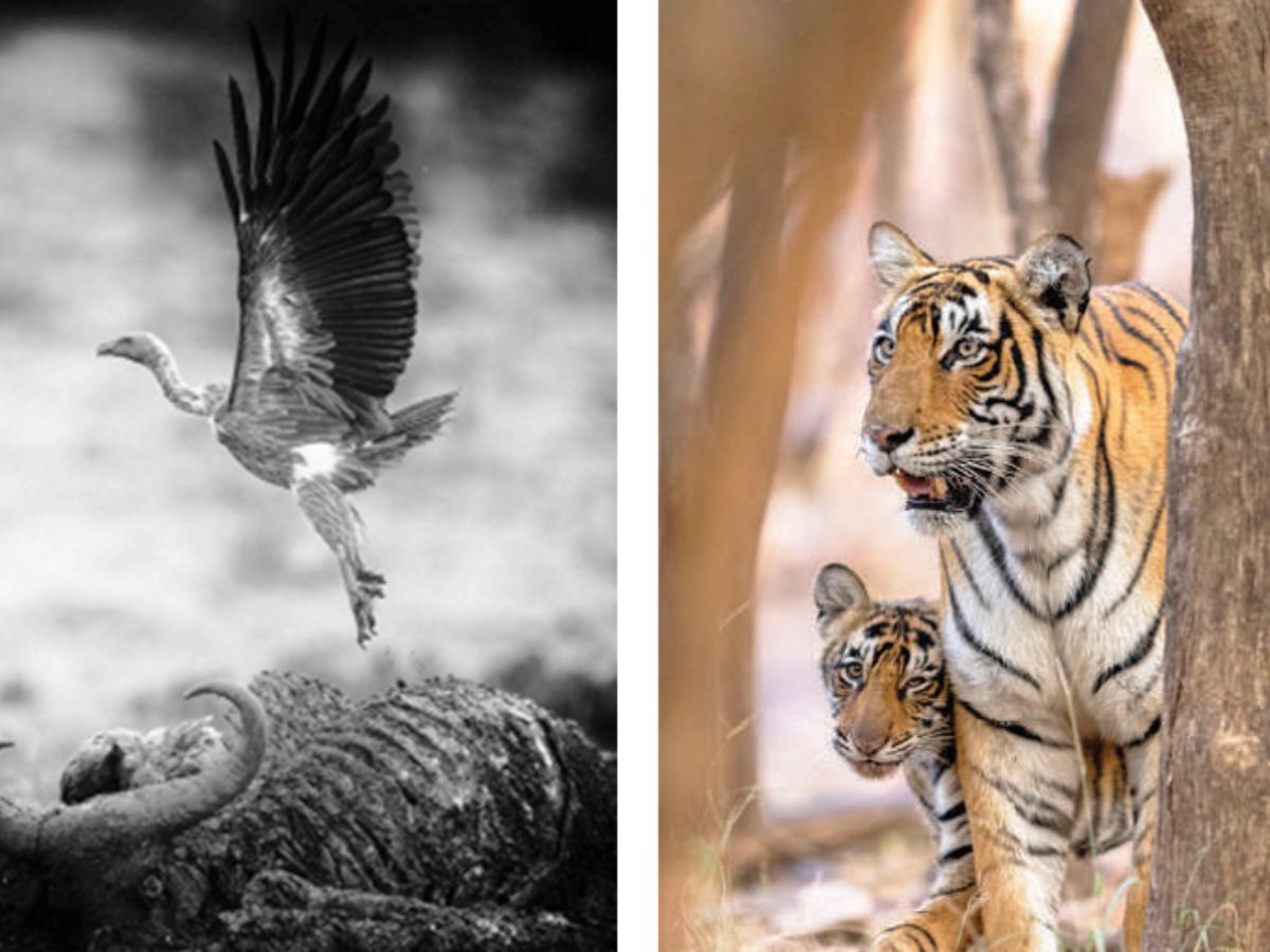 Vulture collapse fuels the stray dog, disease and wildlife crises