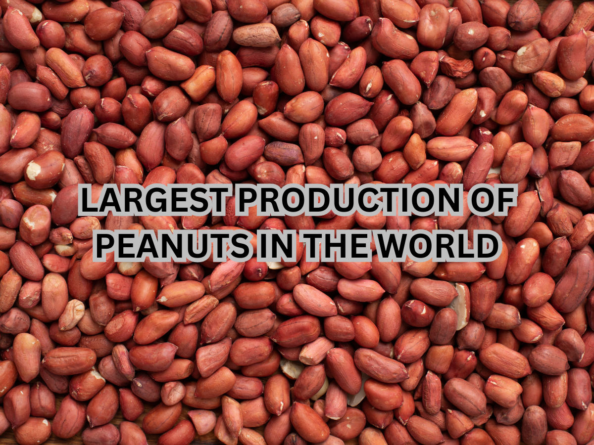 Which Country is Known for Largest Producer of Peanuts in the World? Here's the Answer