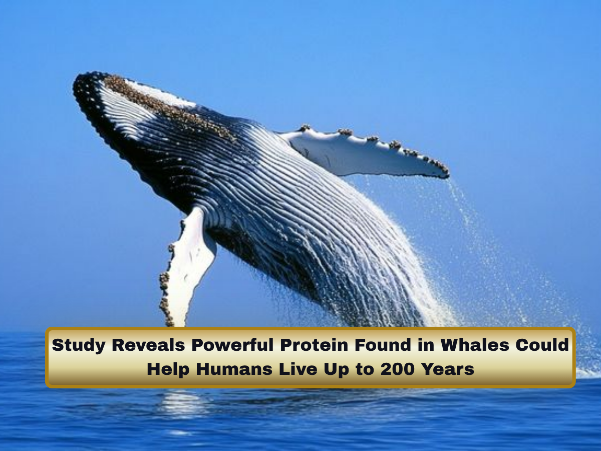Study Reveals Powerful Protein Found in Whales Could Help Humans Live Up to 200 Years in Groundbreaking Longevity Research