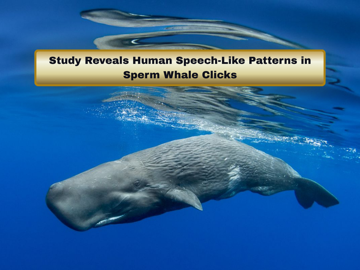 Study Reveals Human Speech-Like Patterns in Sperm Whale Clicks, Raising New Questions About Complex Language in the Animal World