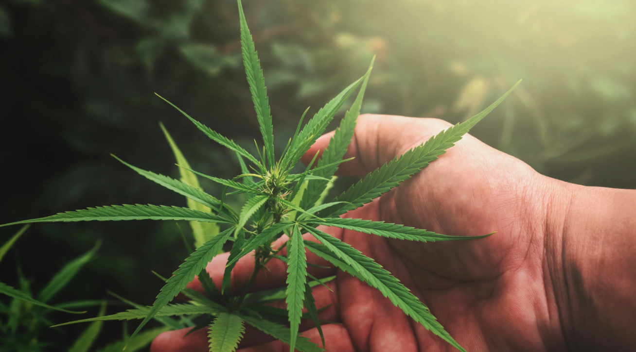 Why HHC Gummies are a game changer for the Cannabis Industry?