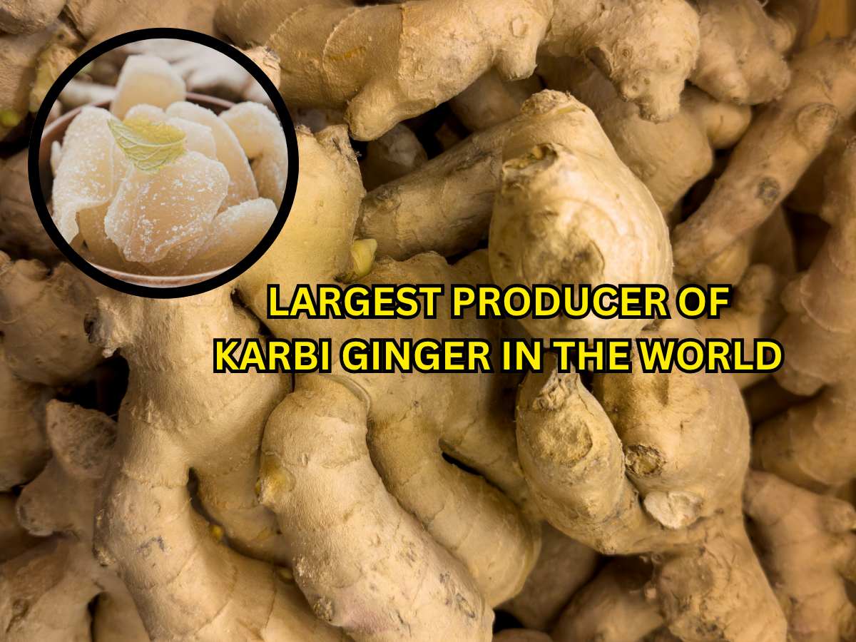 Which Country is Known for Largest Producer of Karbi Ginger in the World? Check the Answer