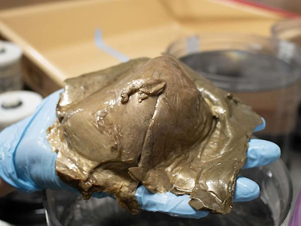 NOAA Golden Orb Identification: Mystery Object Found Two Miles Deep in Gulf of Alaska Finally Identified as Rare Giant Deep-Sea Anemone