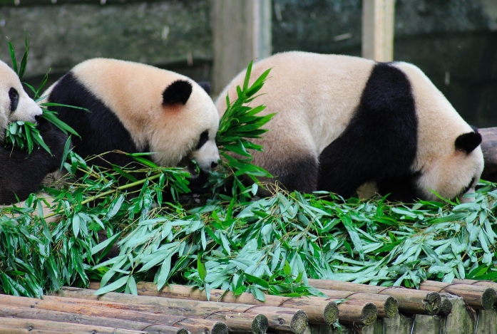 Panda Diplomacy? Ahead Of Trump Visit, China Poised To Send Pandas to The US In A Sign Of Stabilising Ties