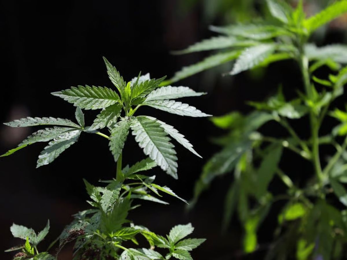 US Government Eases Cannabis Rules in Major Policy Shift: What is Schedule III & Why Was Marijuana Reclassified Now to Expand Medical Use and Research?