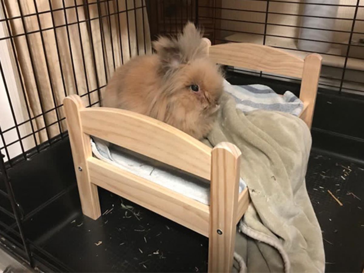 Who is Herbie? World’s Oldest Living Rabbit Sets Guinness World Record After Living Over 15 Years, Far Beyond Normal Lifespan