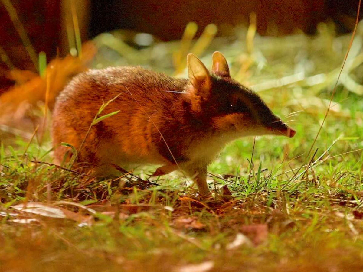 ‘From Extinct to Thriving’: How Extensive Conservation Efforts Revived the Bandicoot, Australia’s Once Extinct Marsupial Species
