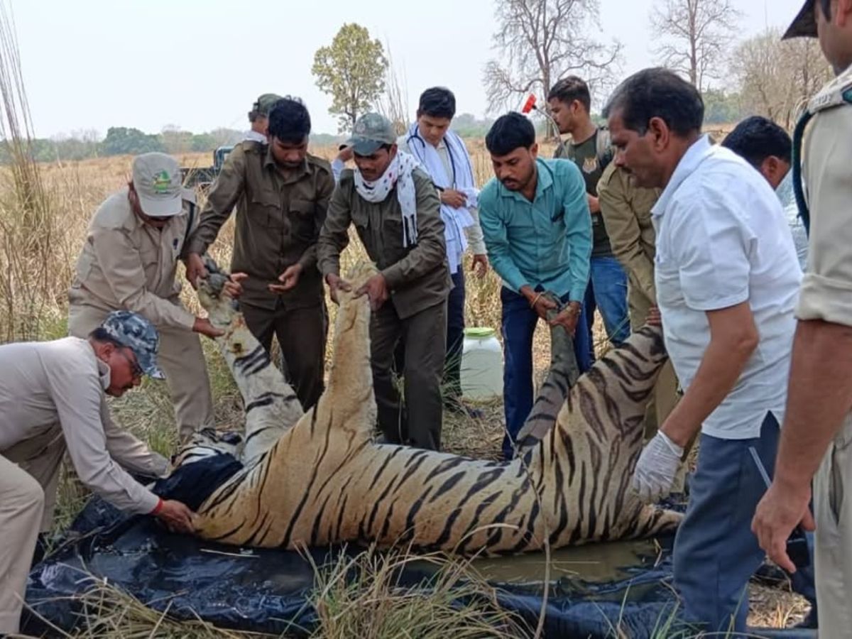 Kanha Tiger Reserve Tragedy: What Caused the Death of 5 Tigers in Just 9 Days in Madhya Pradesh’s National Park—Is It a Virus Outbreak or Starvation?