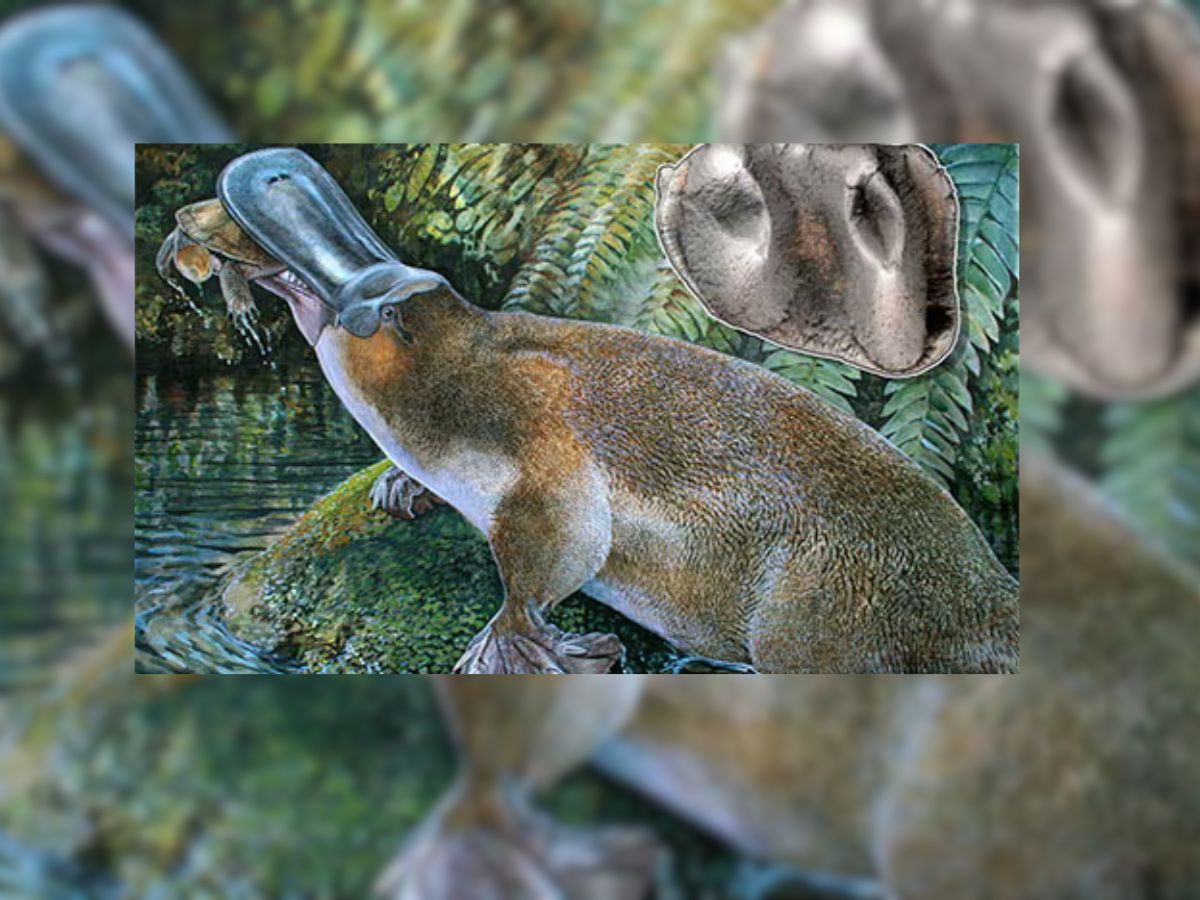 Scientists Discover ‘Extremely Rare’ Fossil of Platypus Teeth in Australia That Could Reveal More About Their Evolution